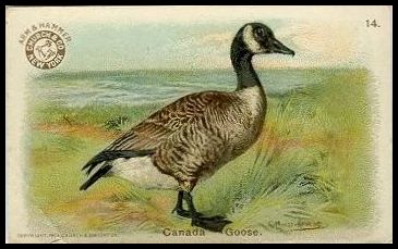14 Canada Goose